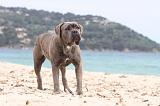 CANE CORSO 616